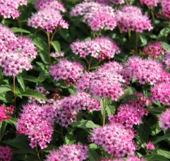      Spiraea japonica Dart's Red 